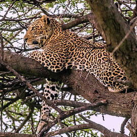 Resting Male Leopard by Eric Albright