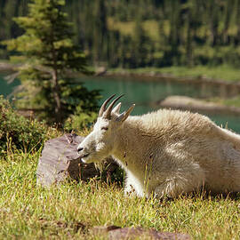 Resting Mountain Goat by Nancy Gleason