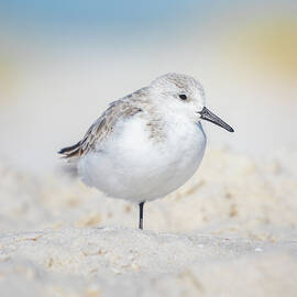 Resting Sanderling by Jordan Hill