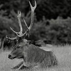 Resting Stag And Herd In Mono  by Neil R Finlay