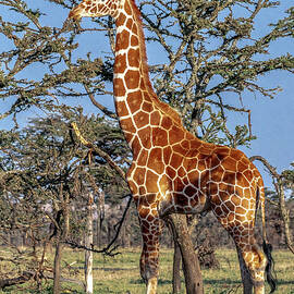 Reticulated Giraffe Bull Profile  by Eric Albright