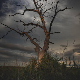 Return of the Falls  by Aaron J Groen
