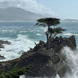 Revered Lone Cypress In Pebble Beach, California  by Terry Huntingdon Tydings