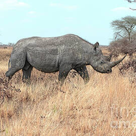 Rhino in the African Savannah by Pravine Chester
