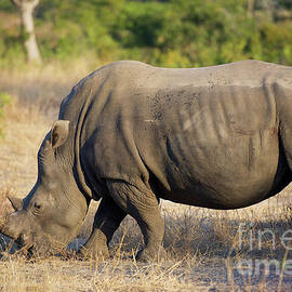 Rhino Profile by Shawn Dechant