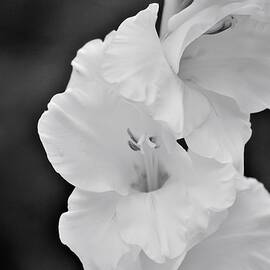 Rhododendron Black and White  by Steven Livingston