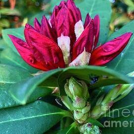 Rhododendron Buds  by Eunice Warfel