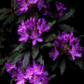 Rhododendron by Geoff Whiting