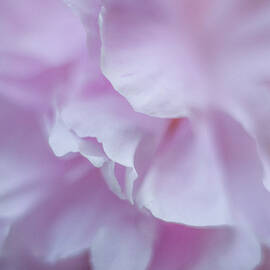 Rhododendron Petals 4 by Marilyn Wilson