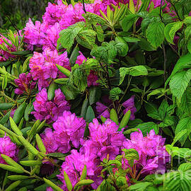 Rhododendrons of the Blue Ridge Mountains by Shelia Hunt