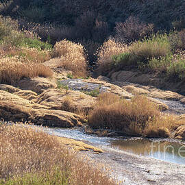 Rio Grande River Spring Colors by Bob Phillips