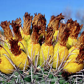 Ripening Barrel Cactus Fruits by Douglas Taylor