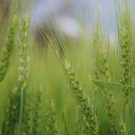Ripening Wheat, Western Australia by Lesley Evered