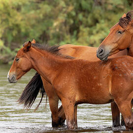 River Mare and Foal by Sue Cullumber