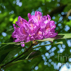 River Ness Rhododendron by Bob Phillips