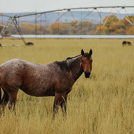 Roan Horse by Riley Bradford