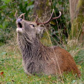 Roaring Stag by Carla Maloco