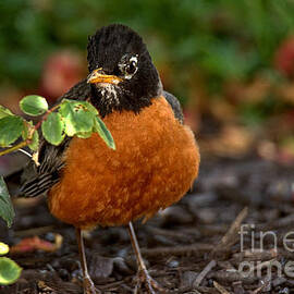 Robin By The Leaves by Adam Jewell