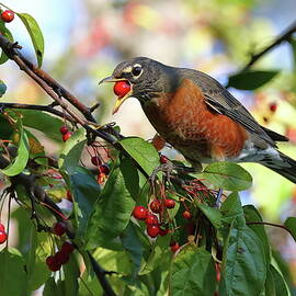 Robin eating Berries 2 by George Courtney