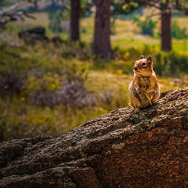 Rocky Mountain Chipmunk by Danette Steele