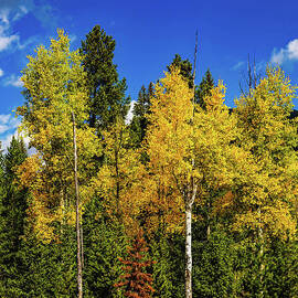Rocky Mountain National Park Yellow Aspen by Jon Burch Photography