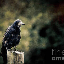 Rook perched on a post with dark and moody background by Jane Rix