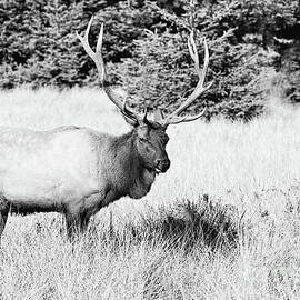 Rooselvet Elk - BW by Scott Pellegrin