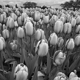 Roozengaarde Black and White by Sierra Vance