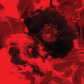 Rosa Canina in Red by Peter Antos