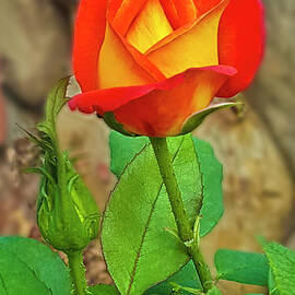 Rose and Bud by Julieanne Case