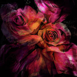 Rose Emergence by Lynne Pedlar
