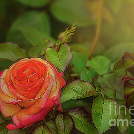 Rose Glow by Shelia Hunt