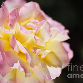 Rose Glowing Pink and Golden  by Joy Watson