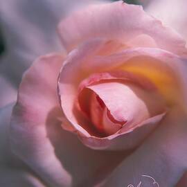 Rose Pink by Ann Pride