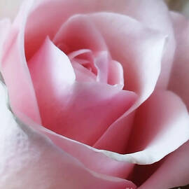 Rose Pink Close up by Jasna Dragun
