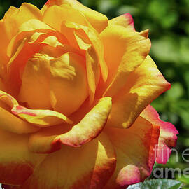 Yellow Rose With a Pink Tinting by Johanna Zettler