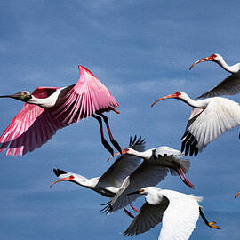 Roseate 30A Ibis Snowy by Sally Fuller