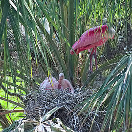 Roseate Spoonbill Chicks by Heron And Fox