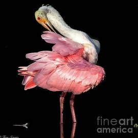 Roseate Spoonbill1 by Tom Sergio
