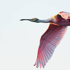 Roseate spoonbill Spreading its Wings by Puttaswamy Ravishankar