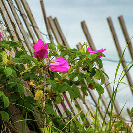 Roses On The Fence by Sharon Mayhak
