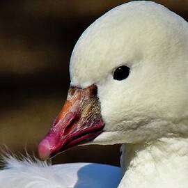 Rosss Goose by Neil R Finlay