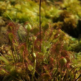 Round Leaved Sundew in Moss by James Dower