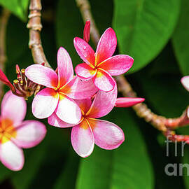 Row of Plumeria Flowers dangling from Branches by Phillip Espinasse