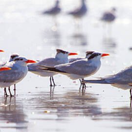 Royal Terns by Mary Penny Johnson