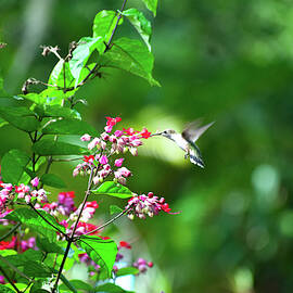 Ruby Throated Hummingbird at Bleeding Heart Vine 2 by Heron And Fox