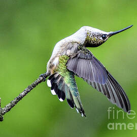 Ruby-throated Hummingbird Bending Over Backwards