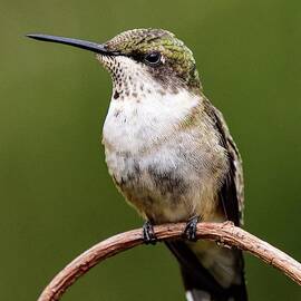 Ruby-throated Hummingbird's Eye Lashes Captured by Cindy Treger