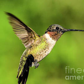Ruby-throated Hummingbird Posing In Flight