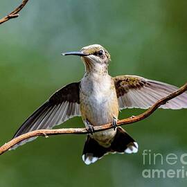 Ruby-throated Hummingbird Ready For Migration by Cindy Treger